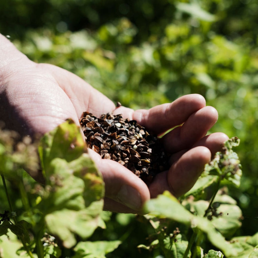 Hulled Buckwheat Seeds